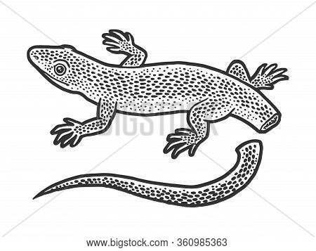 Lizard With Self Amputated Tail Autotomy Sketch Engraving Vector Illustration. T-shirt Apparel Print