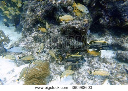 An Underwater Photo Of Spanish Grunts Or Haemulon Macrostomum Are Uncommonly Seen, But Recognized By