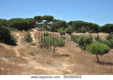 Matalascanas, Spain - July 10, 2011: Doana National Park In Andalusia