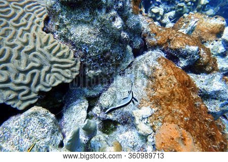 An Underwater Photo Of A High Hat Fish
