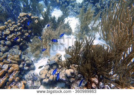 An Underwater Photo Of A Four Eyed Butterflyfish Or Chaetodon Capistratus, Is Found In The Western A