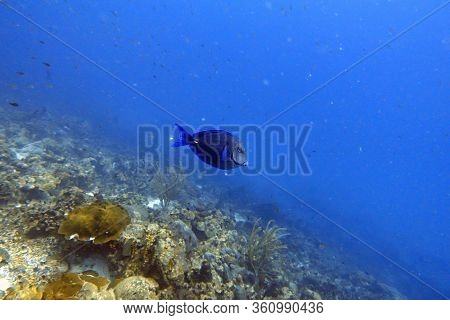An Underwater Photo Of A Blue Tang.