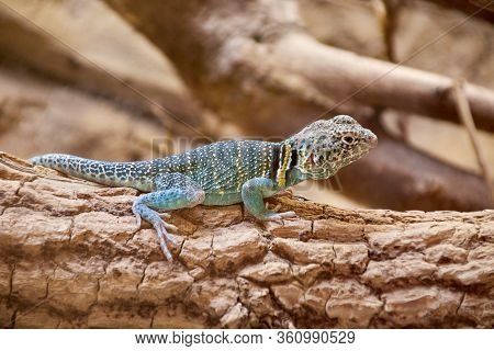 One Male Common Collared Lizard With Colorful Skin And Beautiful Texture Runs Across A Wooden Branch