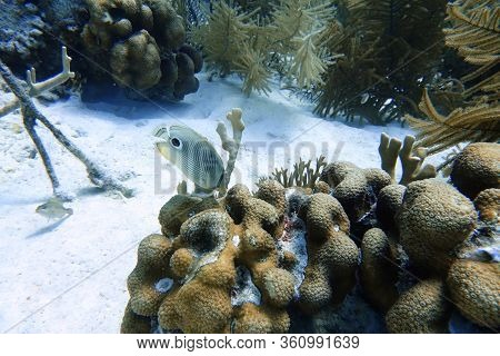 An Underwater Photo Of A Four Eyed Butterflyfish Or Chaetodon Capistratus, Is Found In The Western A