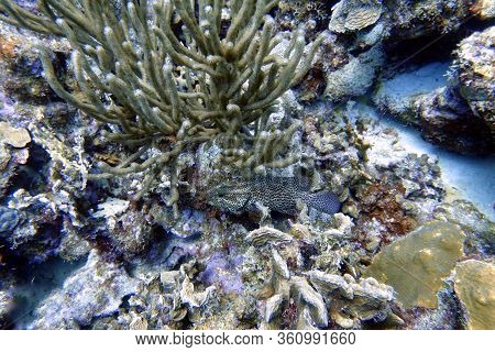 An Underwater Photo Of A Black Grouper (mycteroperca Bonaci) Which Is One Of The Best Known Of The L