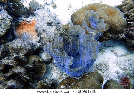 An Underwater Photo Of A Black Grouper (mycteroperca Bonaci) Which Is One Of The Best Known Of The L