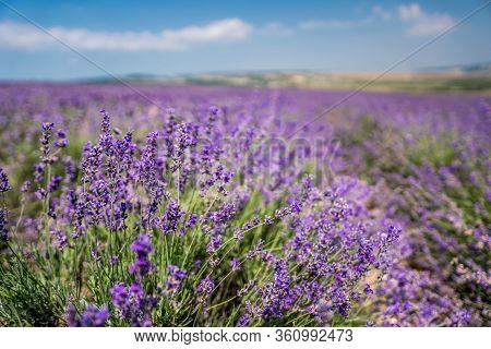 Violet Lavender Flowers In The Big Field On Sunny Day, Blurry Violet Background