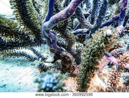 An Underwater Photo Of A Seahorse Or  