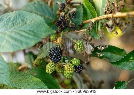 Black And Green Blackberry Fruit Growing On Branch