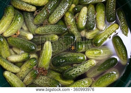 Green Fresh Cucumbers Is Washing In The Round Dish