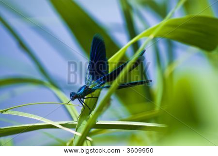 Blue Dragon Fly yakın çekim
