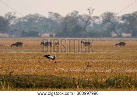 Black Necked Stork In Scenic Landscape Of Keoladeo National Park Or Bharatpur Bird Sanctuary, India 