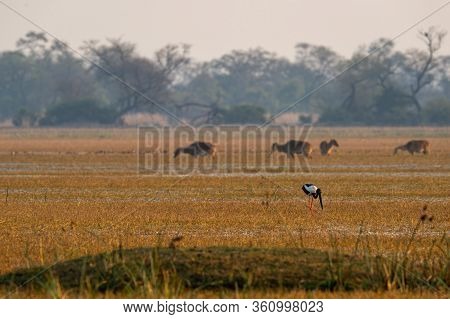 Black Necked Stork In Scenic Landscape Of Keoladeo National Park Or Bharatpur Bird Sanctuary, India 