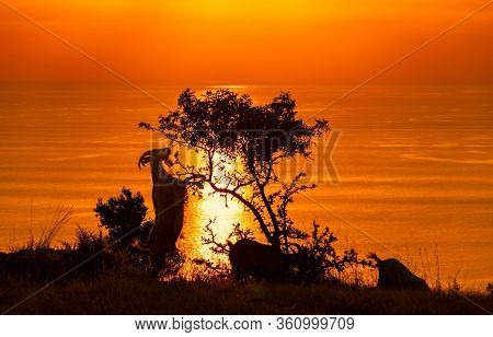 Red Burning Sunset Over The Sea With A Silhouette Of A Goat Having Dinner With Leaves From A Small T