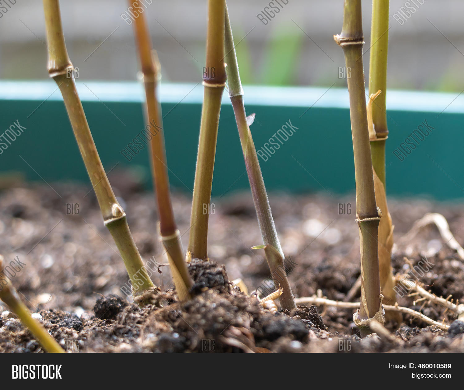 Moso Bamboo Shoots Image & Photo (Free Trial) Bigstock