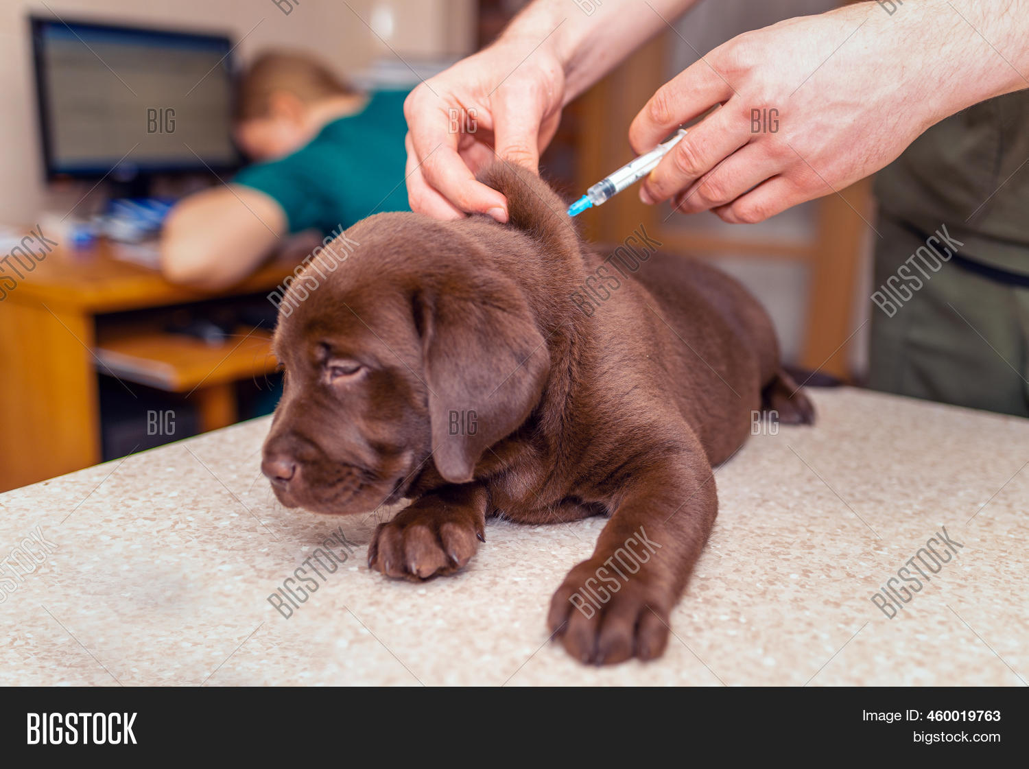 Cute Labrador Puppy Image & Photo (Free Trial) | Bigstock