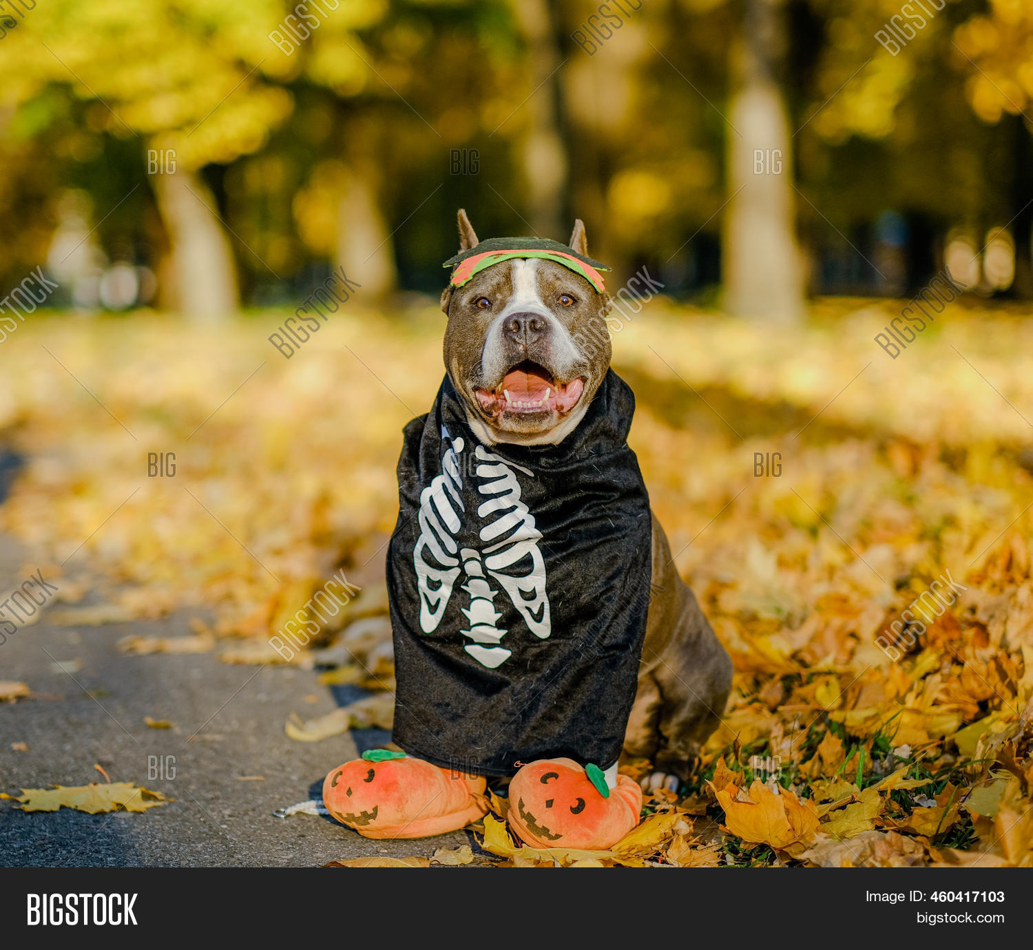American Bully Dog Image & Photo (Free Trial) Bigstock