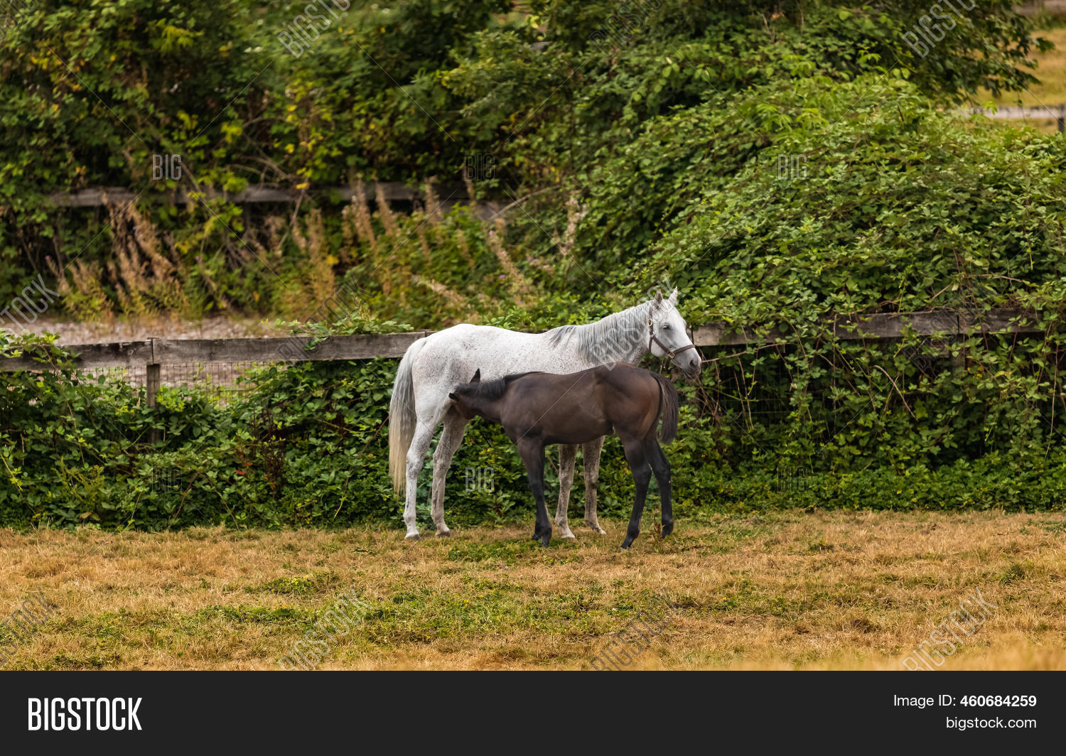 Foal Baby Horse Image & Photo (Free Trial) Bigstock