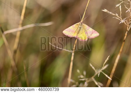 Portrait Of A Red Banded Moth In The Grass Of A Meadow. A Butterfly In A Meadow, Meadow Plant. Beaut