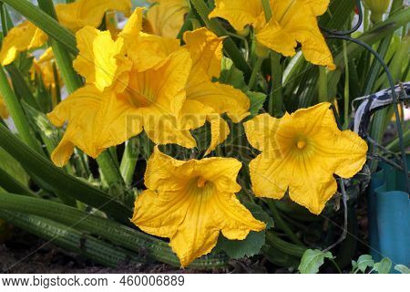 A Patisson Plant Bush With Manz Large Yellow Flowers Grows In The Garden Bed. The Flowering Of The S