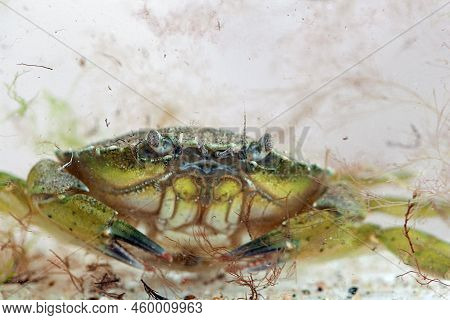 Green Shore Crab, Carcinus Maenas