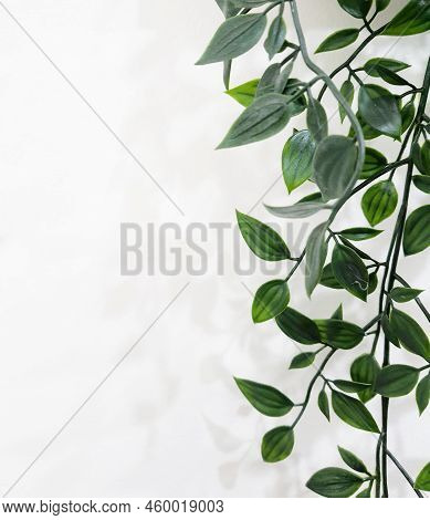 Leaves Hanging On The Wall Create A Photo With Copy Space Or Negative Space To Use As Your Template.