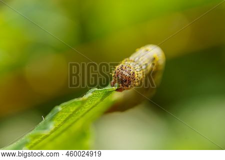 Fall Armyworm Spodoptera Frugiperda On A Green Leaf. Selective Focus Image. Extreme Close Up View.