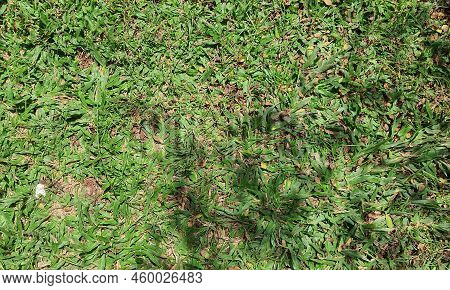 Grass In A Yard, Usually To Fill The Garden Area.