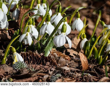 Close-up Of A Group Of Snowdrops (galanthus Fosteri) In Full Bloom Growing In Garden In Bright Sunli