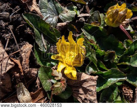 Macro Shot Of The Bright Yellow Spring-flowering Flower Ranunculus Kotchii 'lemonade' With Narrow Pe