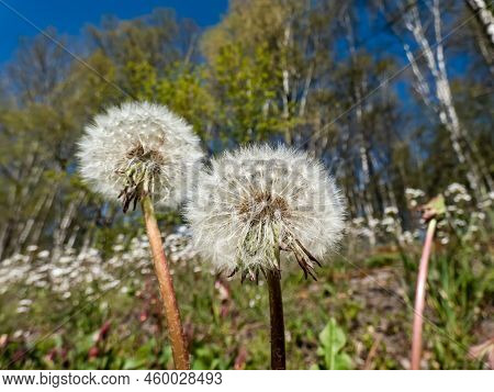 Macro Shot Of Dandelion Flower Heads With Seeds And Pappus In The Meadow With Forest And Blue Sky In