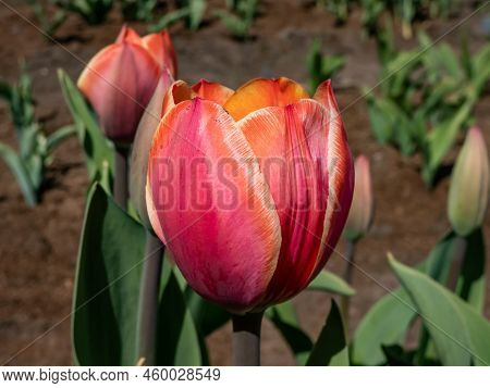 Darwin Hybrid Tulip 'eric Hofsjo' Flowering With Red-pink And Cream Flowers In Bright Sunlight In Ga
