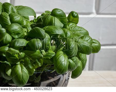 Growing Young, Green, Fresh Basil Plants In Diy Plastic Pot Made From Cut Plastic Bottle. Small, Gre