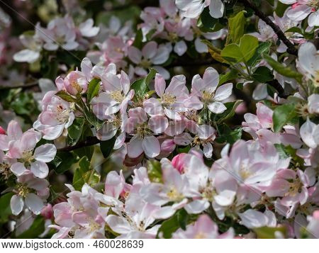 White And Pink Buds And Blossoms Of Apple Tree Flowering In On Orchard In Spring. Branches Full With