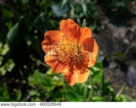 Macro Shot Of The Geum Heldrichii Flowering With Saucer-shaped, Bright Orange Flowers In Loose Clust