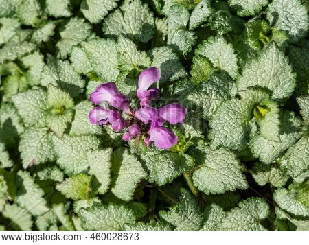 Spotted Dead-nettle (lamium Maculatum) 'red Nancy'. Low-growing, Carpet Of Heart-shaped, Silvery Gre