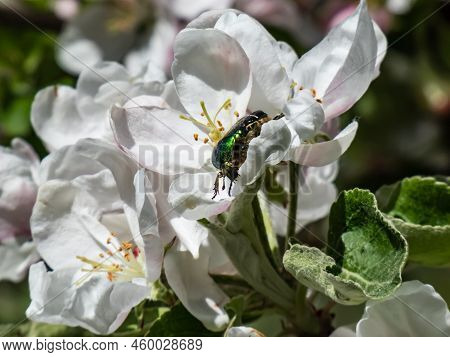 Macro Shot Of A Metallic Rose Chafer Or The Green Rose Chafer (cetonia Aurata) Crawling On A White A