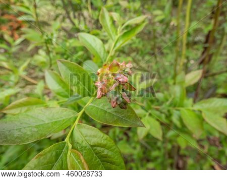 Macro Shot Of Flower Buds Of Cultivated Blueberries Or Highbush Blueberries Growing On Branches Of B