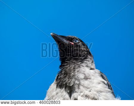 Close-up Shot Of The Juvenile Hooded Crow (corvus Cornix) With Dark Plumage And With Blue And Grey E