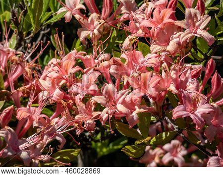 The Plumleaf Azalea (rhododendron Prunifolium) Flowering With Orange To Red, Funnel-shaped Flowers W