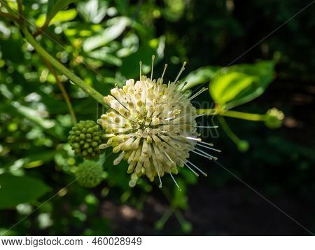 Flowering Plant Buttonbush, Button-willow Or Honey-bells (cephalanthus Occidentalis) Blooming In Sum