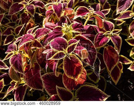 Flame Nettle Or Painted Nettle (coleus X Blumei) 'wizard Scarlet' With Burgundy-red Foliage With Thi