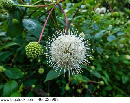 Flowering Plant Buttonbush, Button-willow Or Honey-bells (cephalanthus Occidentalis) Blooming In Sum