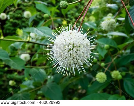 Flowering Plant Buttonbush, Button-willow Or Honey-bells (cephalanthus Occidentalis) Blooming In Sum