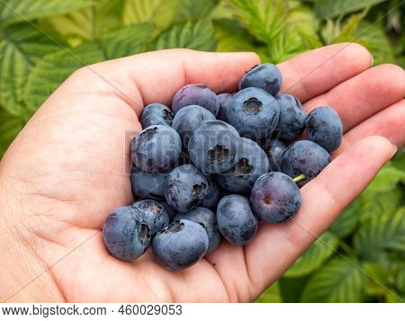 Close-up Shot Of A Woman's Palm Full Of Big, Ripe Cultivated Blueberries Or Highbush Blueberries In 