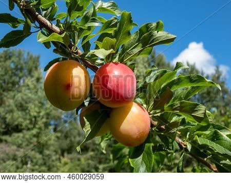 Closeup Shot Of Big, Ripe And Unripe Pink And Green Plums (prunus Domestica) On The Branches Of The 