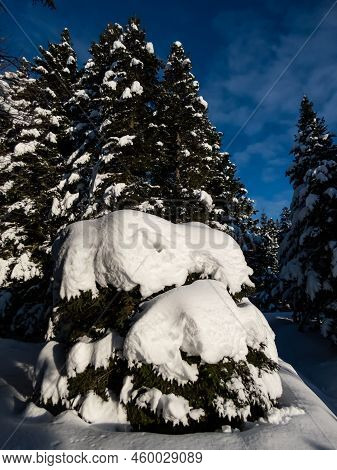 Thick Layer Of Snow On Trees And Surroundings In Winter After A Snowfall On A Bright Sunny Day With 