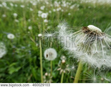 Macro Shot Of Two Lonely Seeds Falling From Dandelion (lion's Tooth) Flower Head In The Meadow With 