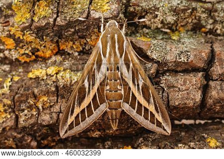 Detailed Closeup On The Beautiful Striped Hawk-moth, Hyles Livornica Sitting On Wood