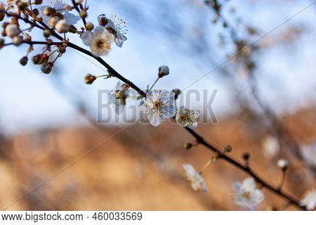 Close Up Of A Beautiful Branch Of A Tree With Almond Blossoms, Strunjan. Slovenia